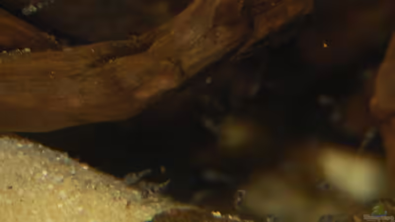 Hat doch geklappt. freischwimmende Jungfische 30.06.2010 von ml69 (18)