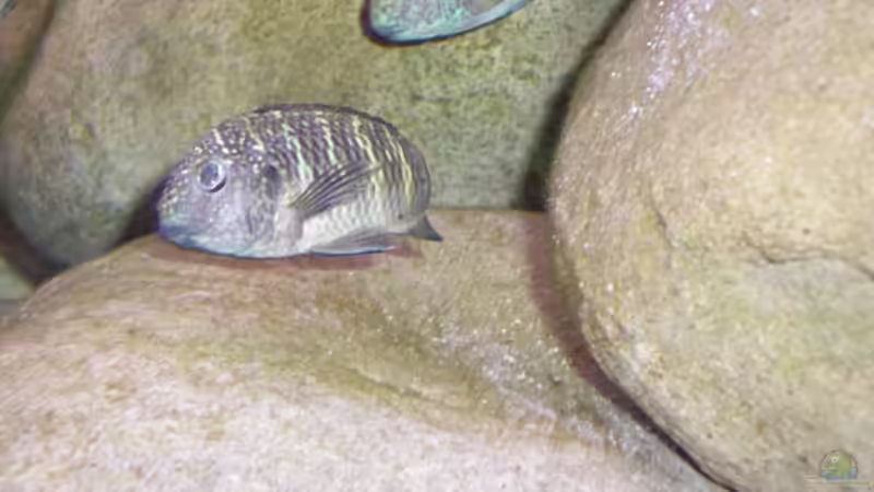 Hat irgendwann das Auge verloren bevor ich sie gekriegt habe... von Ralph Ineichen (8)