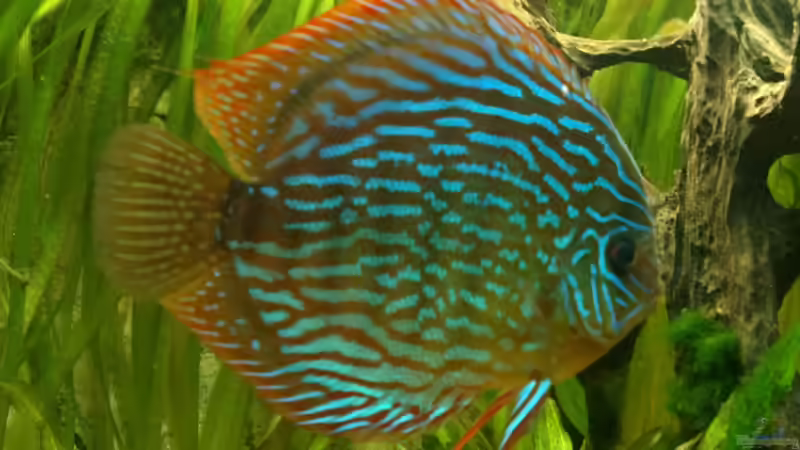 hat sich super eingefügt und nach 2-4 Wochen dem großen Blauen das Weibchen ´abgejagt´ von Sirko Fricke (61)