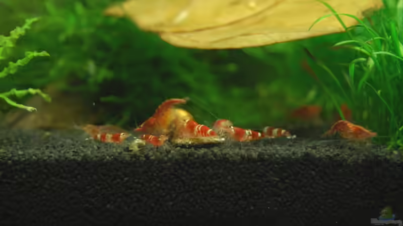 Haufenbildung bei Fütterung mit Ebi Dama. von BjoeHrn (8)