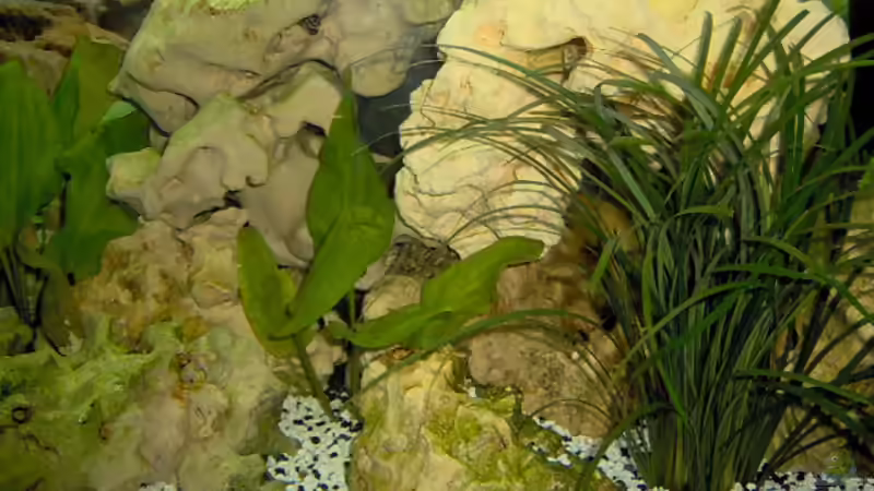 Haupsächlich Lochgestein von Chriss Tenten (2)