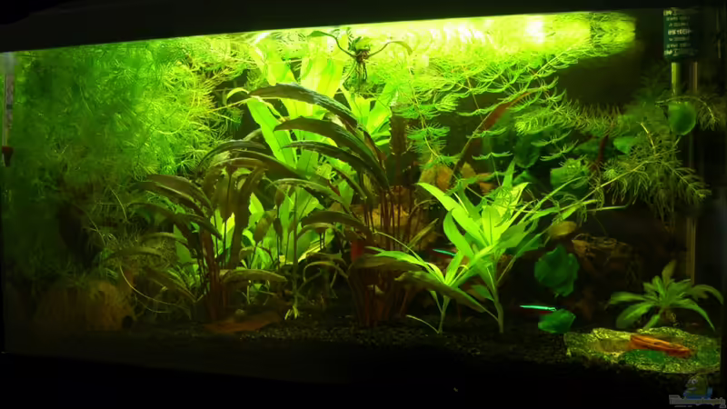 haupt von DerAusDemNixKam (1)