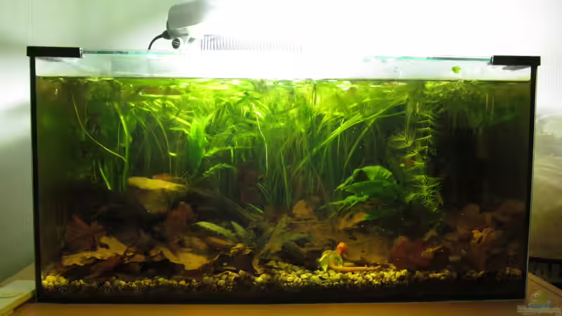 Hauptansicht  von Der Bergzower (1)