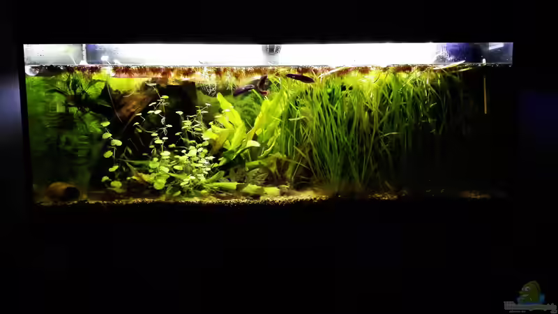 Hauptansicht 02.07.17 von Der Bergzower (1)