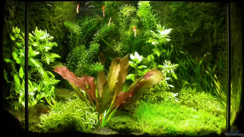 Hauptansicht 05.06.2008 - letztes Bild vor Umgestaltung von Susanne Schmohl (7)