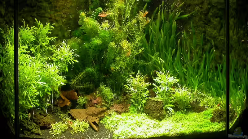 Hauptansicht 08.08.2007 von Susanne Schmohl (2)