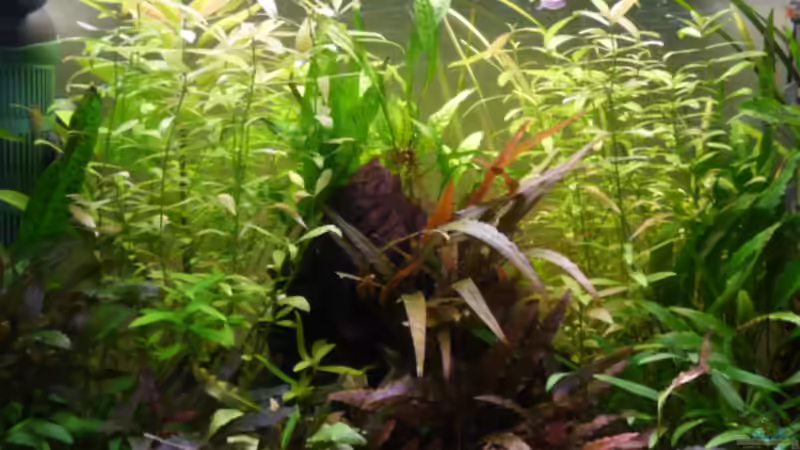 Hauptansicht 1 23.05.2011 von Ray1975 (3)