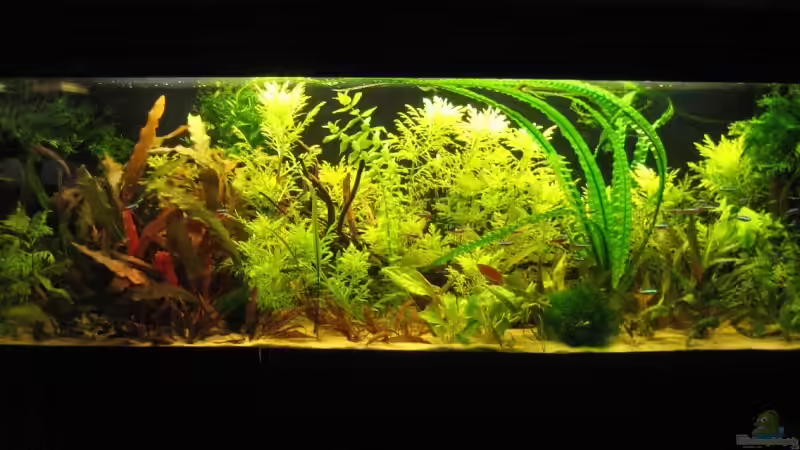 Hauptansicht 12.08.2008