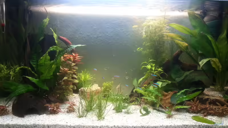 Hauptansicht 12.9.14 (1 Woche später)  von Jonas (Trancemania) (6)