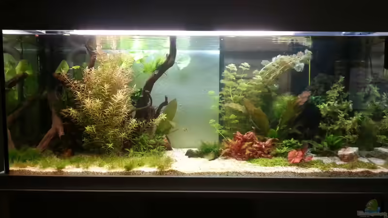 Hauptansicht 15.05.2015 von Jonas (Trancemania) (4)