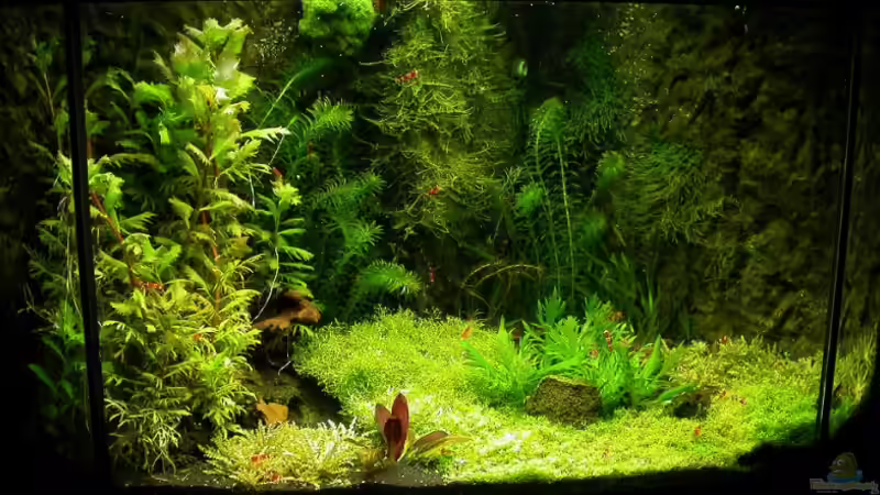 Hauptansicht 19.01.2008 von Susanne Schmohl (5)