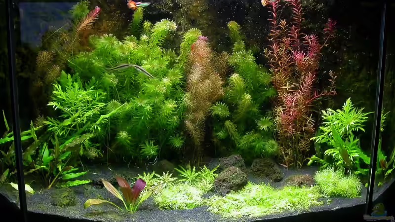 Hauptansicht 23.09.2008 von Susanne Schmohl (12)