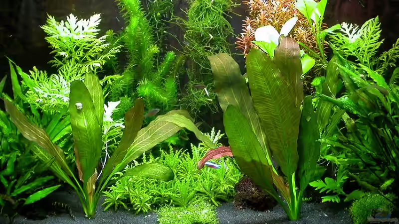 Hauptansicht 24.07.2009 von Susanne Schmohl (15)