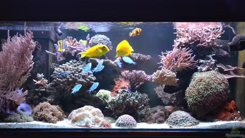 Hauptansicht 26.12.2012 von berchti555 (3)