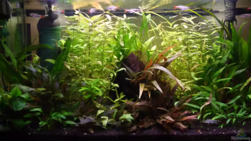 Hauptansicht 3 23.05.2011 von Ray1975 (5)