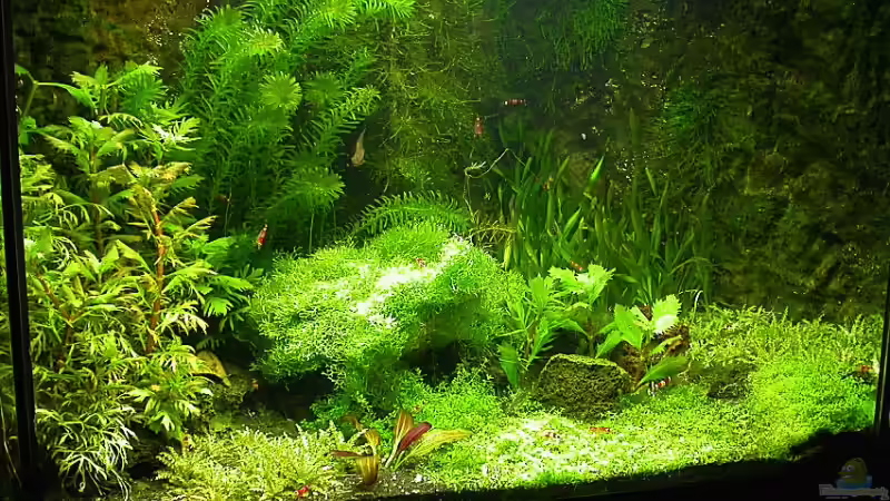 Hauptansicht 30.12.2007 von Susanne Schmohl (4)