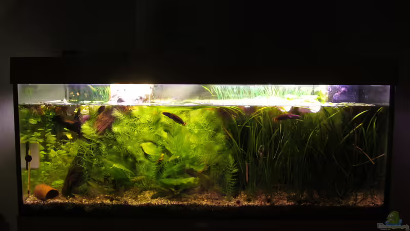 Hauptansicht 31.01.17 von Der Bergzower (4)