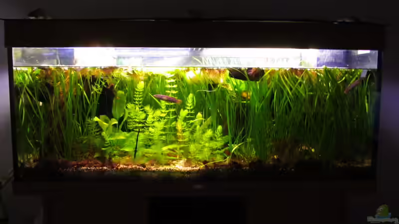 Hauptansicht alt von Der Bergzower (3)