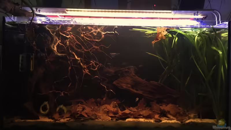 Hauptansicht Aquarium  von Raven887 (7)