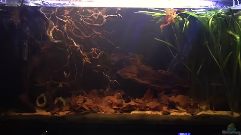 Hauptansicht Aquarium  von Raven887 (8)