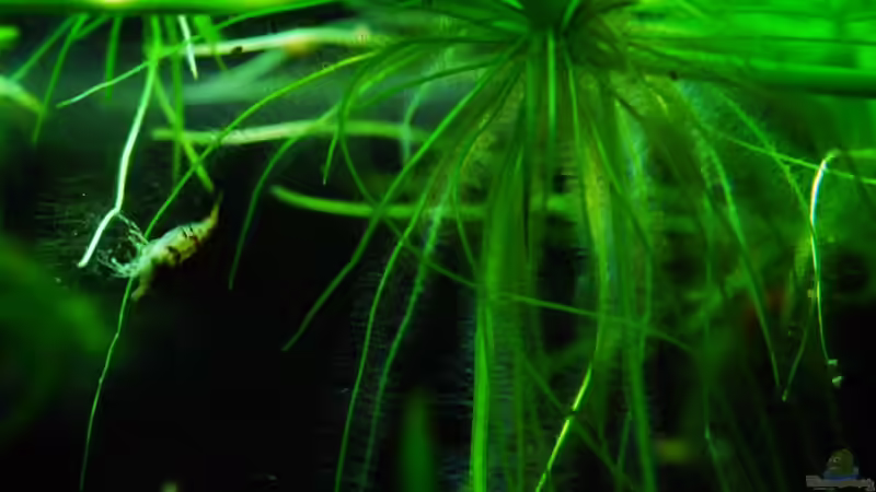 Hauptansicht Aquarium von 叢迷彩 - Camouflage Dschungel von Benjamin Hamann (1)