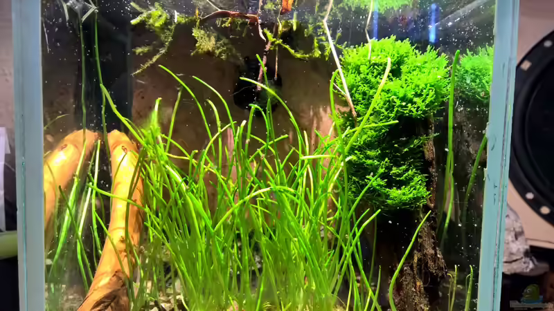 Hauptansicht Aquarium von ~ Wasserflohhausen ~ von Martin L. (1)