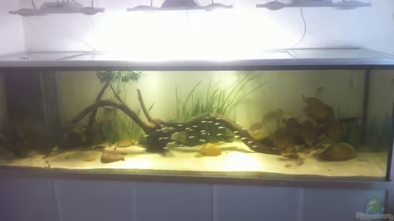 Hauptansicht Aquarium von 1 von stollo (1)
