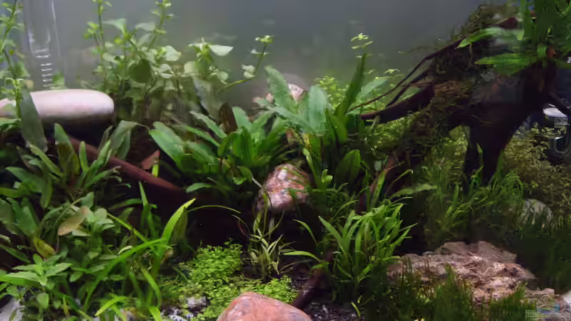 Hauptansicht Aquarium von 1000 Steine von tsmeey (1)
