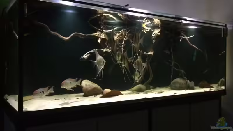 Hauptansicht Aquarium von 1000l Altum-Biotop von Der Fischer (1)