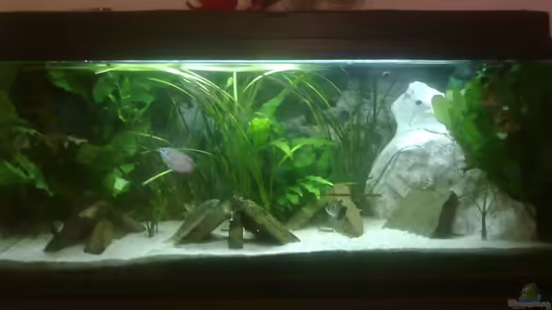 Hauptansicht Aquarium von 100er Asien von Fischer vom Bodensee (1)