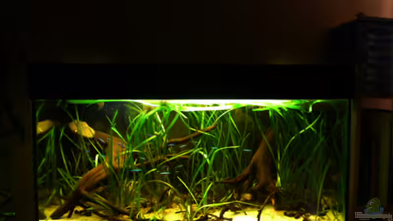 Hauptansicht Aquarium von 112 Südamerika,A von Cichlid Power (1)