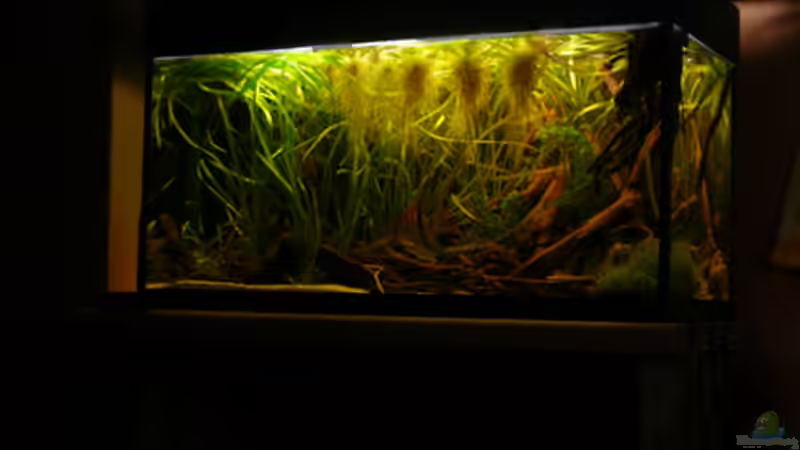 Hauptansicht Aquarium von 112 Südamerika,N von Cichlid Power (1)