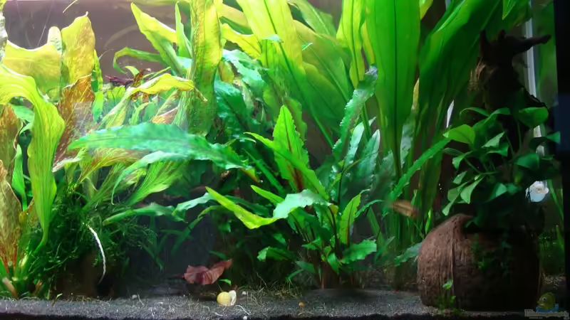 Hauptansicht Aquarium von 112er (abgebaut) von Christian Heitmann (1)