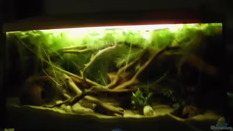 Hauptansicht Aquarium von 112l Wurzel jungel von Nils Müller (1)