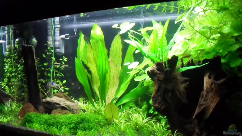 Hauptansicht Aquarium von 112Ltr. Tropenbecken -nur noch als Beispiel- von -Lipfl- (1)