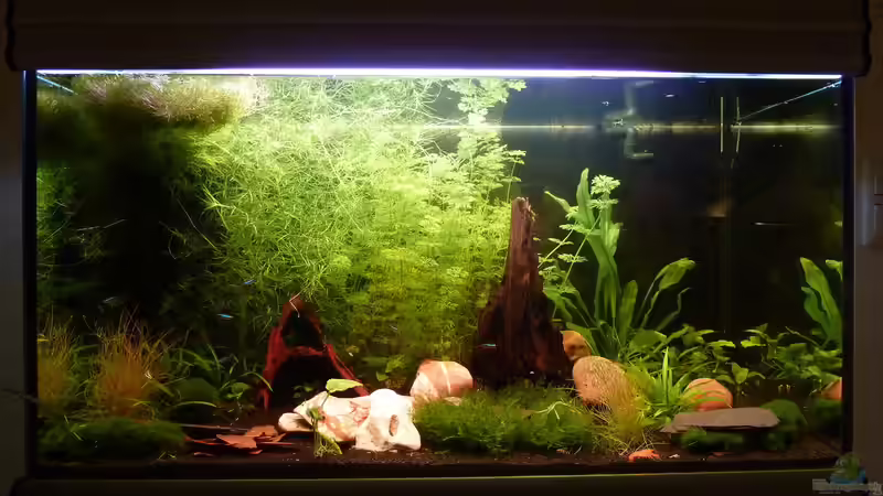 Hauptansicht Aquarium von 128L Garnelenparadies von Jan Marc (1)