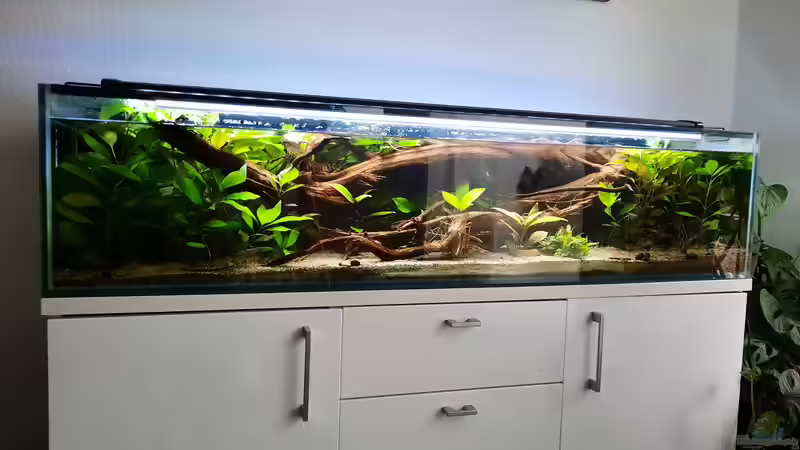 Hauptansicht Aquarium von 130cm Asiatisches Flachwasser-Biotop von Berlin42 (1)