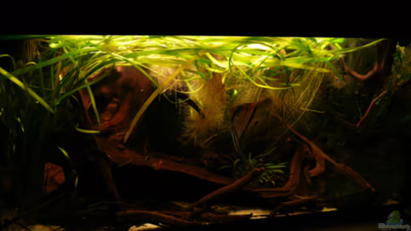 Hauptansicht Aquarium von 133er von Cichlid Power (1)