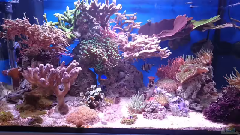 Hauptansicht Aquarium von 140 Liter Meerwasseraquarium von WittaMine (1)