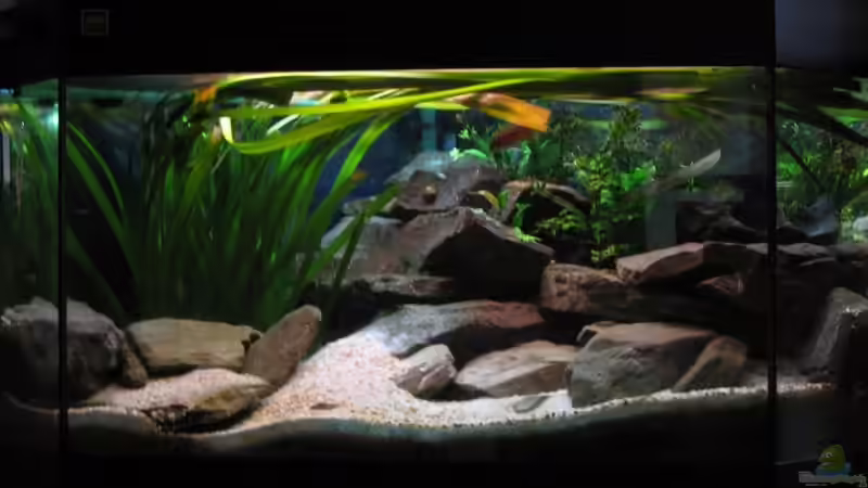 Hauptansicht Aquarium von 160l Tanganjika (Existiert nicht mehr!) von -serok- (1)