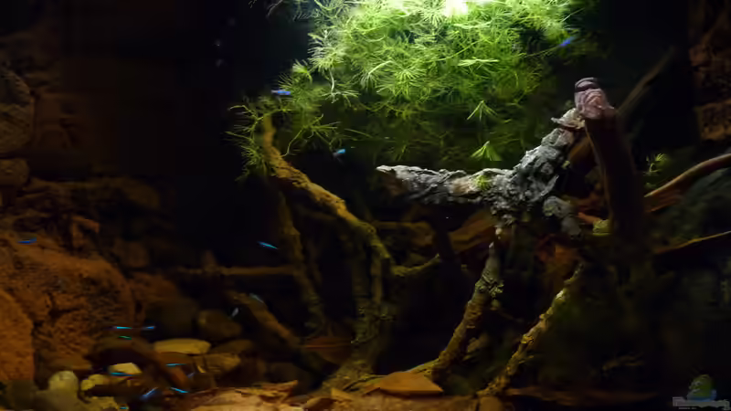 Hauptansicht Aquarium von 190er Roots &amp; stones von Steffen S. (1)