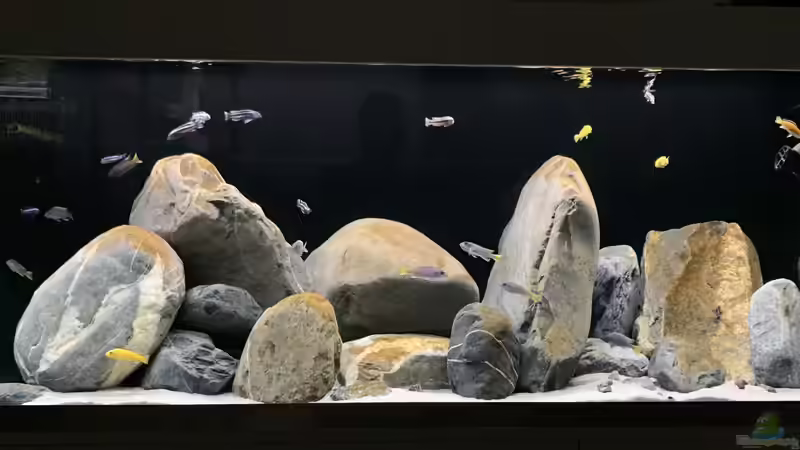 Hauptansicht Aquarium von 1st Mbuna Tank von Fäbi_CH (1)