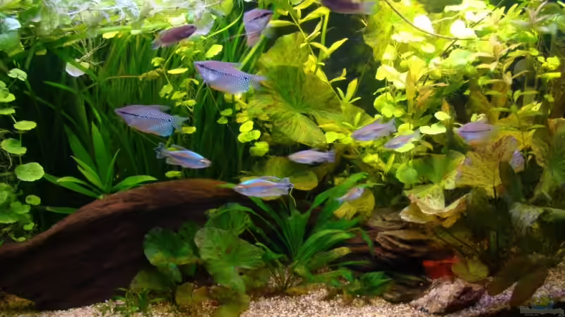 Hauptansicht Aquarium von 200 Liter Asien / Afrika von bernie-124 (1)