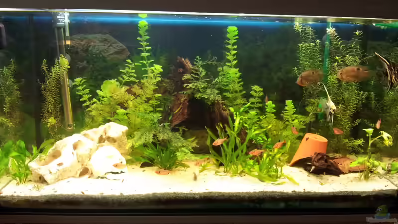 Hauptansicht Aquarium von 200 Liter Gesellschaftsbecken von WittaMine (1)