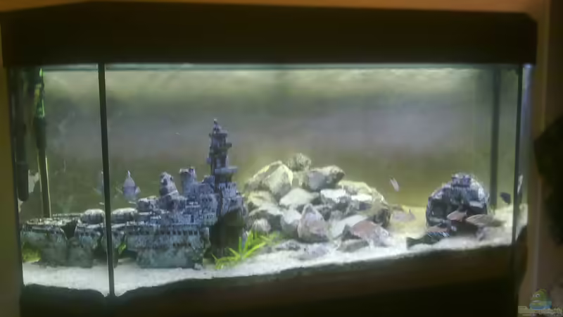 Hauptansicht Aquarium von 200er Blaupunktbuntbarsch von Fischer vom Bodensee (1)