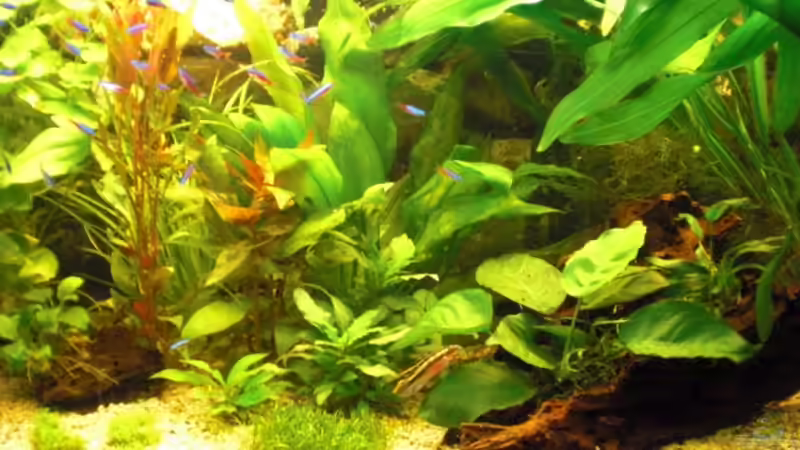 Hauptansicht Aquarium von 200er von guido12304 (1)