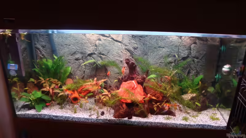 Hauptansicht Aquarium von 200l Südamerika Traum von Poldi1981 (1)