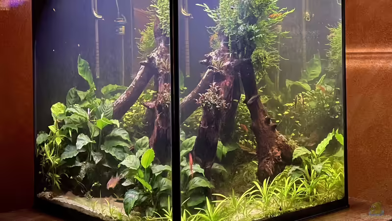 Hauptansicht Aquarium von 216er Cube von PeterK (1)