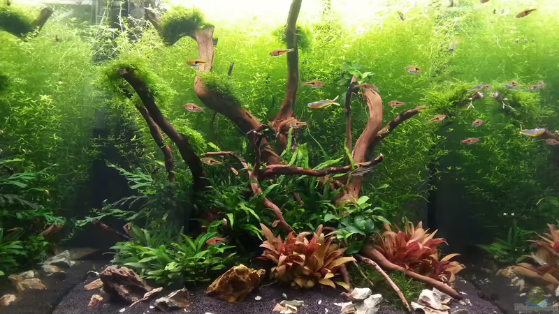 Hauptansicht Aquarium von 216l cube no name von Enyo (1)