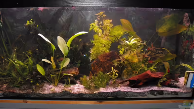 Hauptansicht Aquarium von 240 Liter Gesellschaftsbecken von Pebas/Peter (1)
